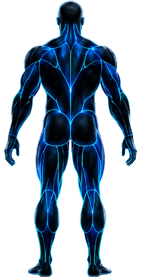 Back view of the tracked muscle groups