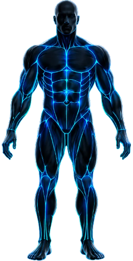 Front view of the tracked muscle groups